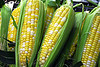 two-color corn
