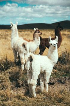 Llamas, Northern Argentina | Pampa