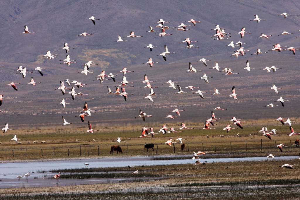 Laguna Pozuelos. Argentine Puna