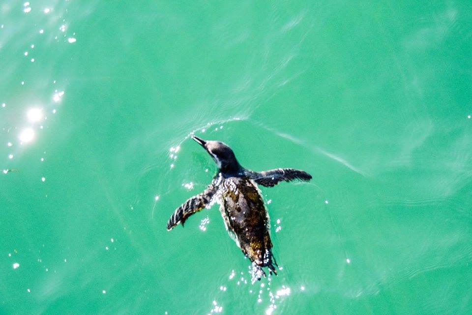 Quebrada Del Condorito Puerto Pirámides width=