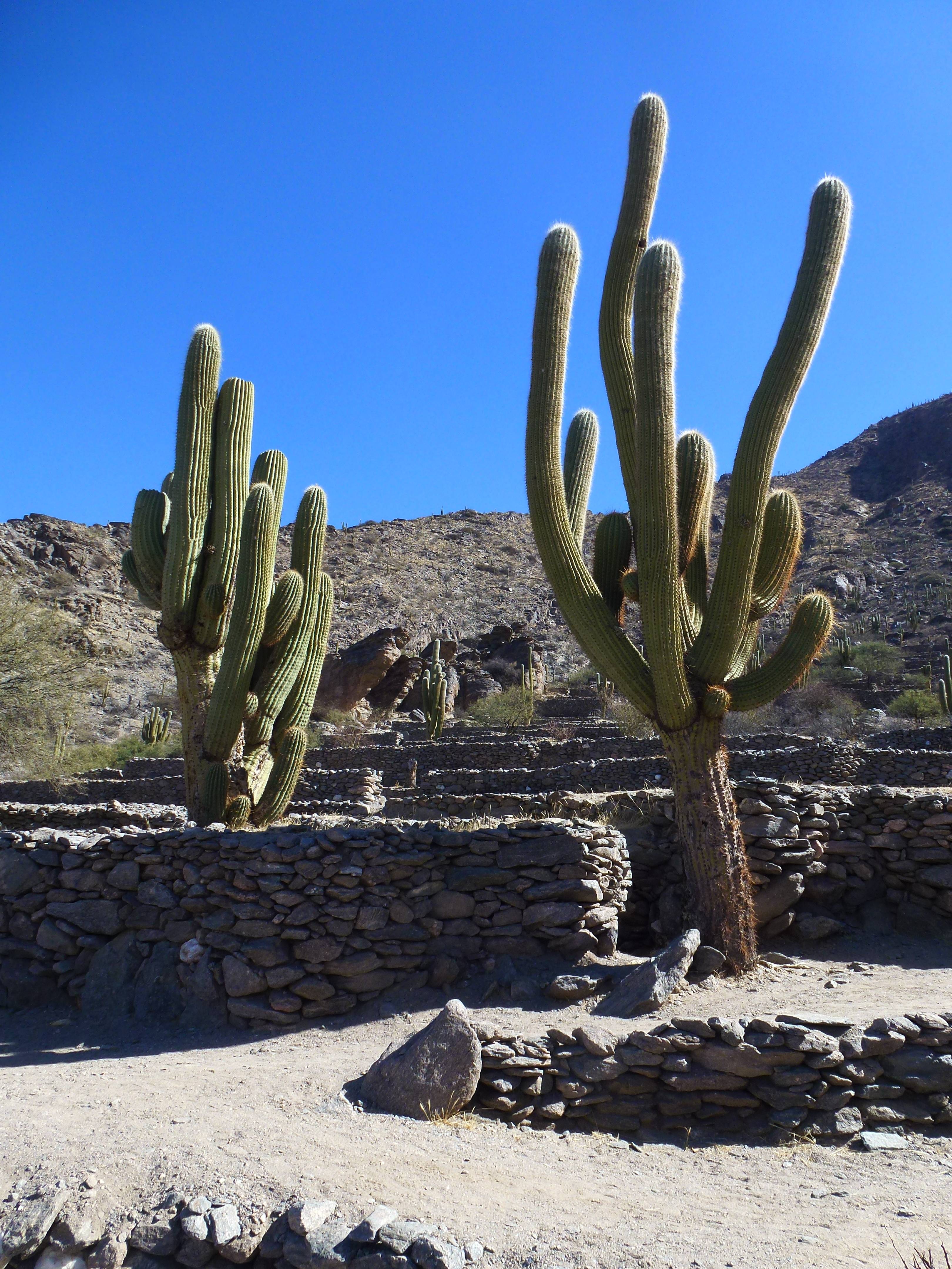 Runes de Quilmes-Histoire