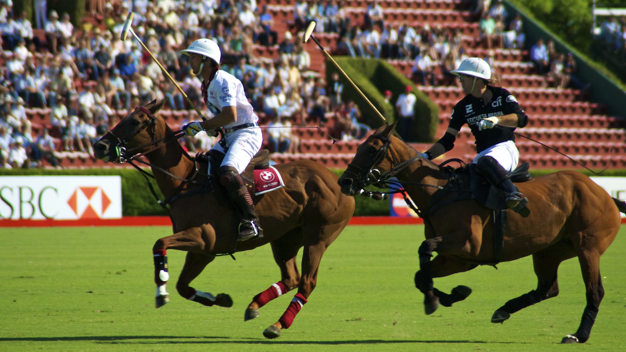 Polo - Argentine
