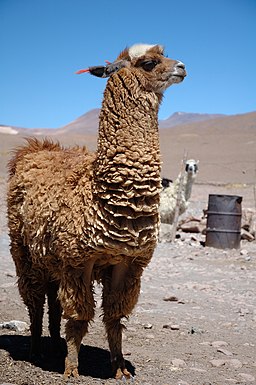 Llama de Bolivia (pixinn.net)