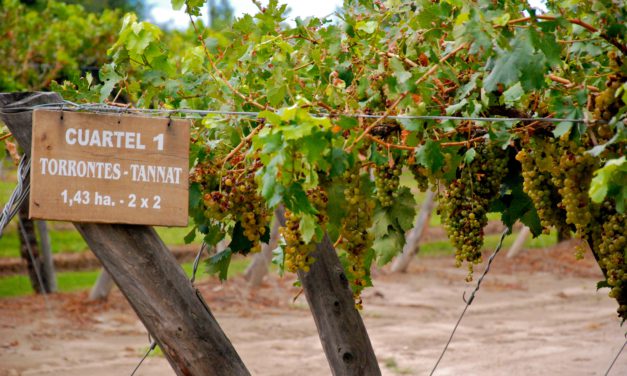 Le vin de Mendoza attend avec impatience un changement politique
