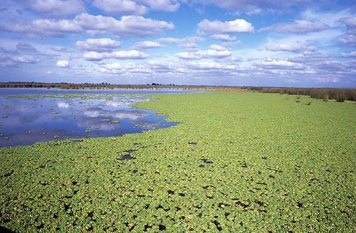 Province de Buenos Aires: La réserve naturelle Otamendi