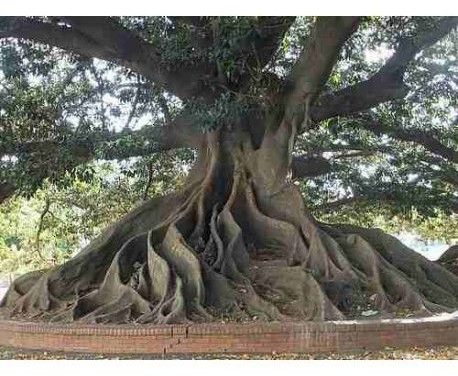 Ombú, l’arbre de la pampa