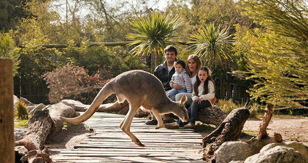 En famille parmi les kangourous