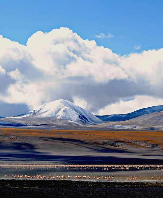Antofagasta  : le rendez-vous des amoureux de la nature
