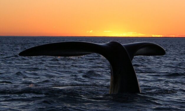 Climat à Puerto Madryn : quand partir ?
