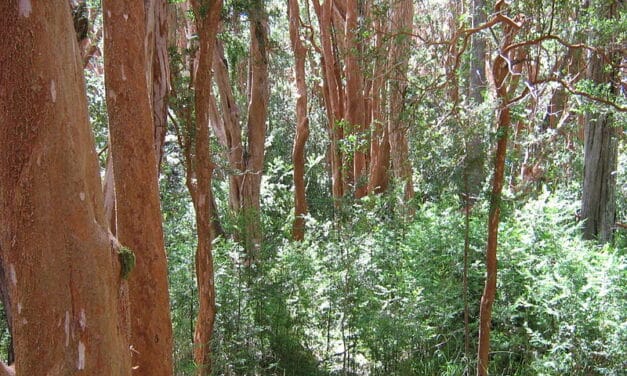 Partez à la découverte du Parc National de Los Arrayanes !