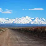 Les principaux cépages cultivés en Argentine