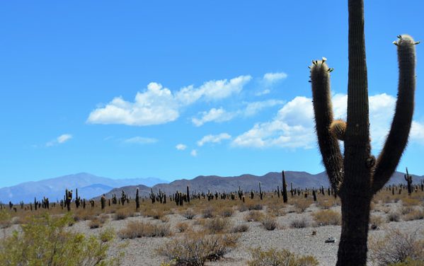 Les Parcs Nationaux de la région de Salta et Jujuy