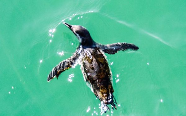La Péninsule Valdès, une des baies la plus belle du monde !