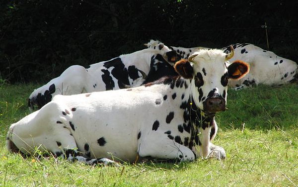 Le Salon de l’Élevage, de l’Agriculture et de l’Industrie est de retour!