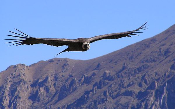 À la découverte des oiseaux d’Argentine !