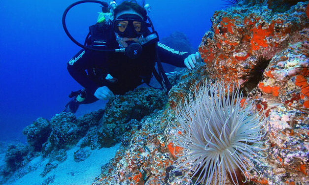 Partez à la découverte des fonds marins Argentins !