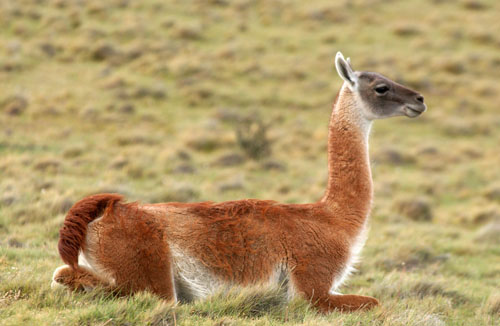 Notre ami le lama et ses cousins