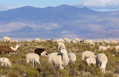 Province de La Pampa