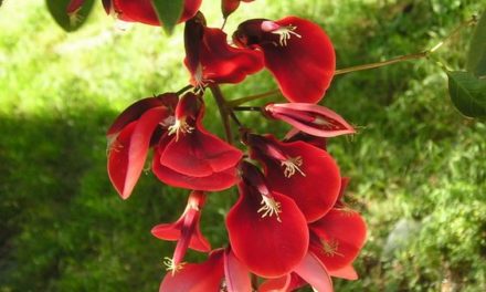 La légende de Anahí : la fleur du Ceibo