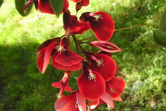 La légende de Anahí : la fleur du Ceibo