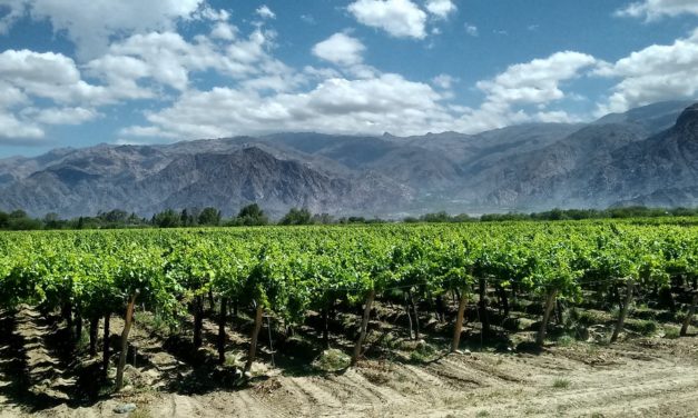 France et Argentine : mais d’où vient le vin malbec ?