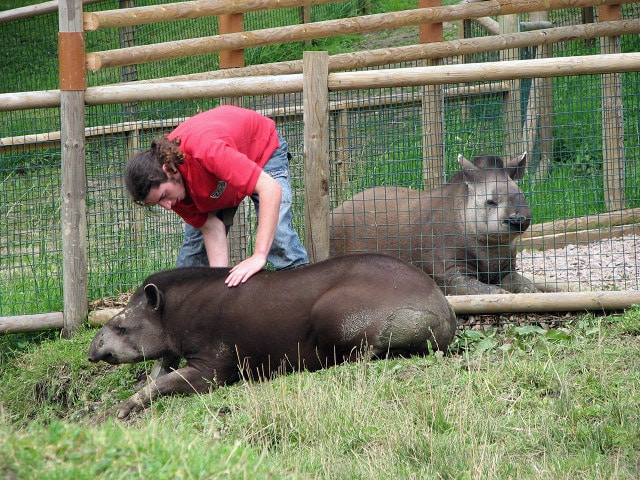 Les 3 animaux les plus étonnants d’Argentine