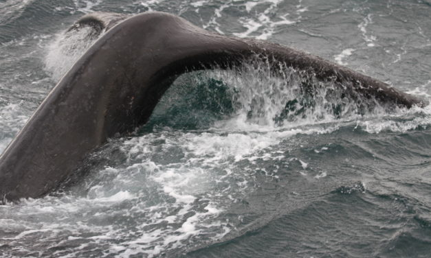 Venez admirer les baleines à Puerto Madryn