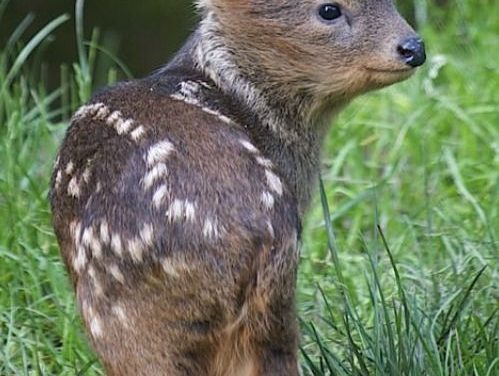 À LA RENCONTRE DU PUDU : PLUS PETIT CERVIDÉ DU MONDE