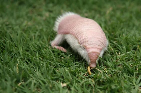 LE PICHICIEGO : LE PLUS PETIT TATOU DU MONDE