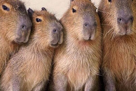 Le carpincho, ce rongeur célèbre des réseaux sociaux
