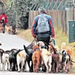 Les promeneurs de chiens à Buenos Aires