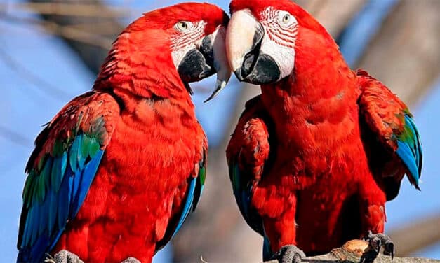 Trois aras sont nés à Iberá, 150 ans après leur extinction!