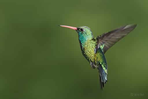 À la rencontre des colibris, ces minuscules oiseaux aux capacités étonnantes